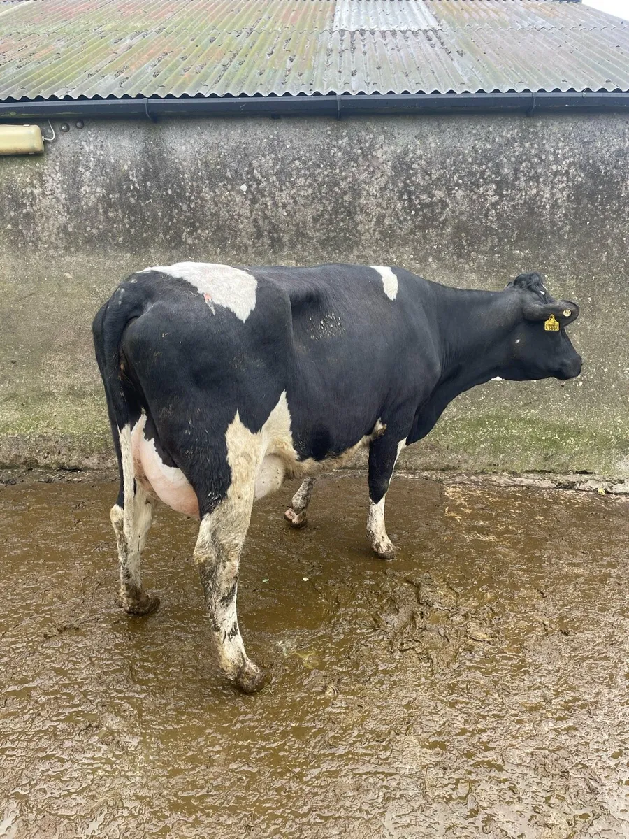 Freshly calved heifers - Image 4