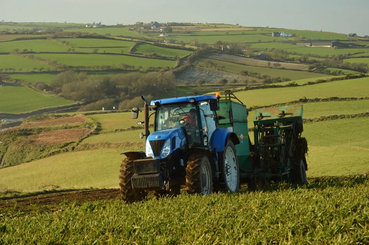 Sugar beet - Image 2