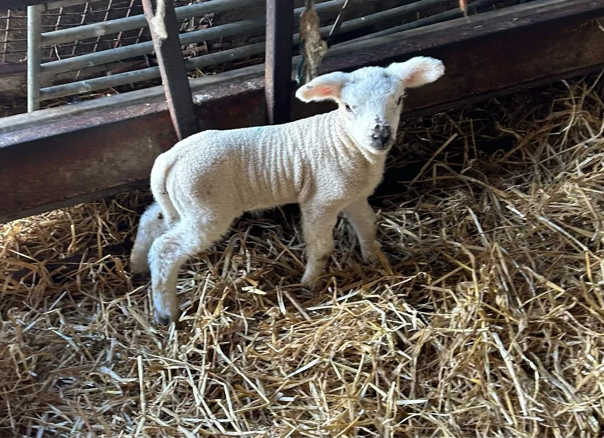 Pet lambs - Image 2