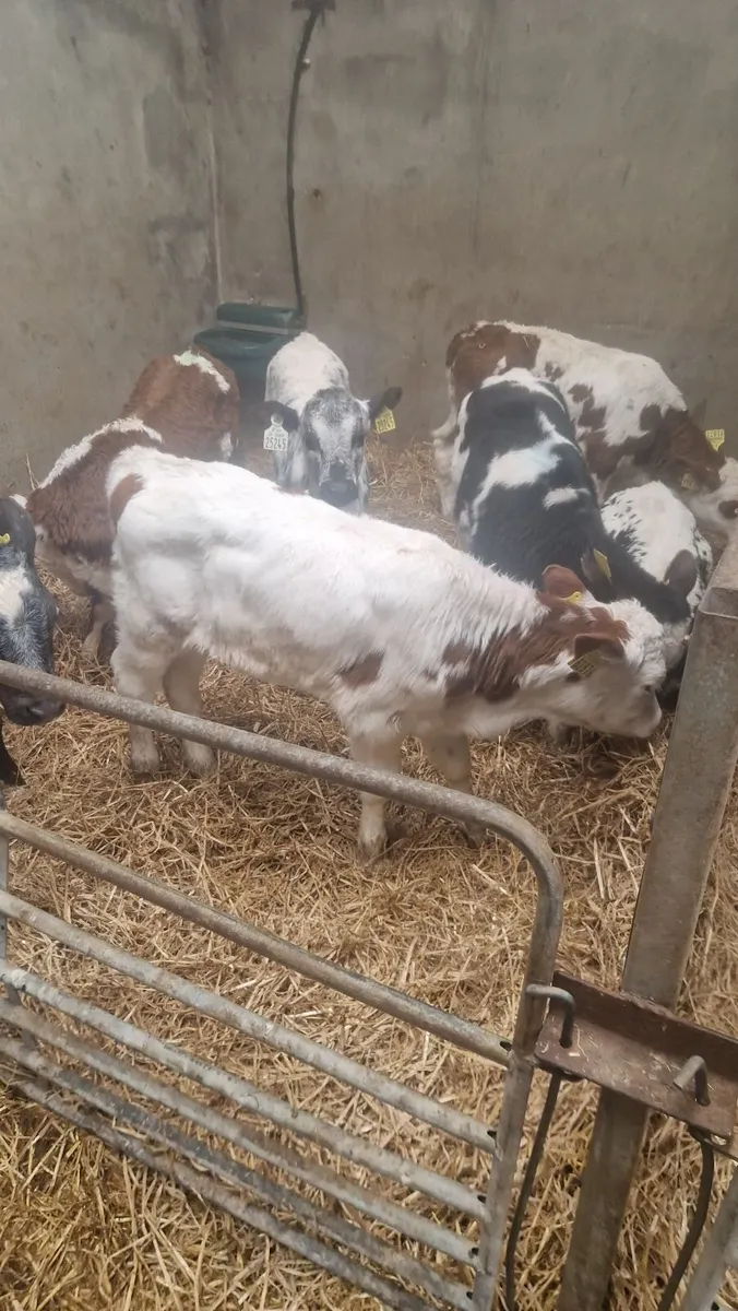 Super coloured calves - Image 4