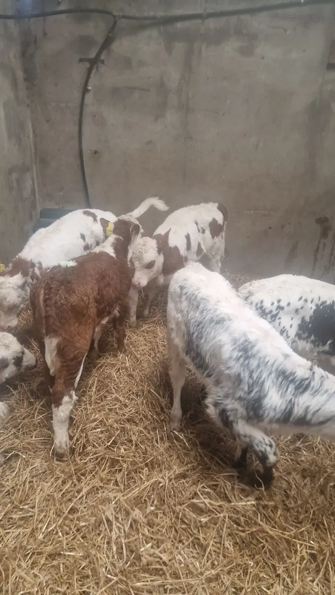 Super simmental speckled park calves - Image 4