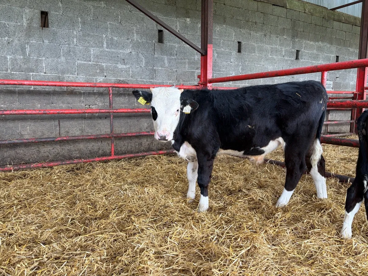 Reared bull calf - Image 2