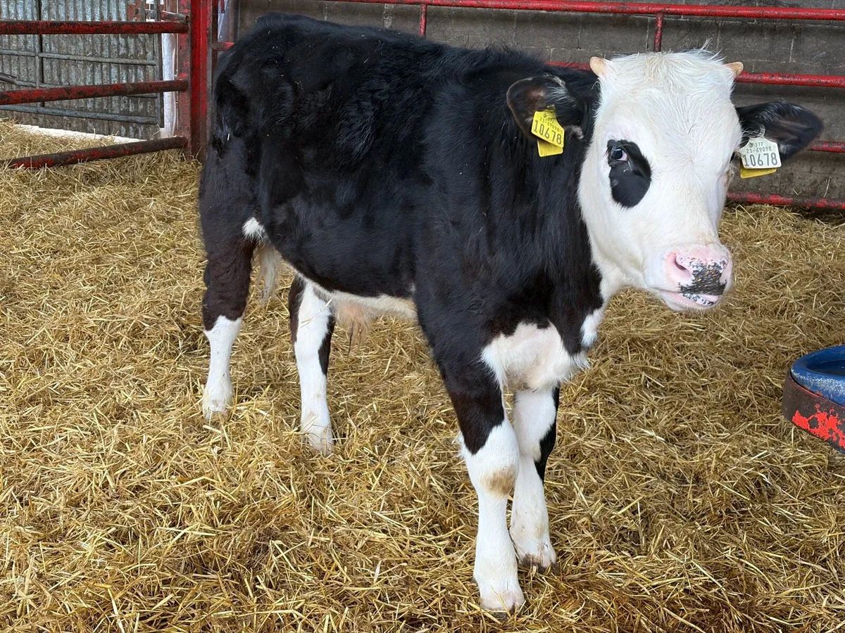 Reared bull calf - Image 1