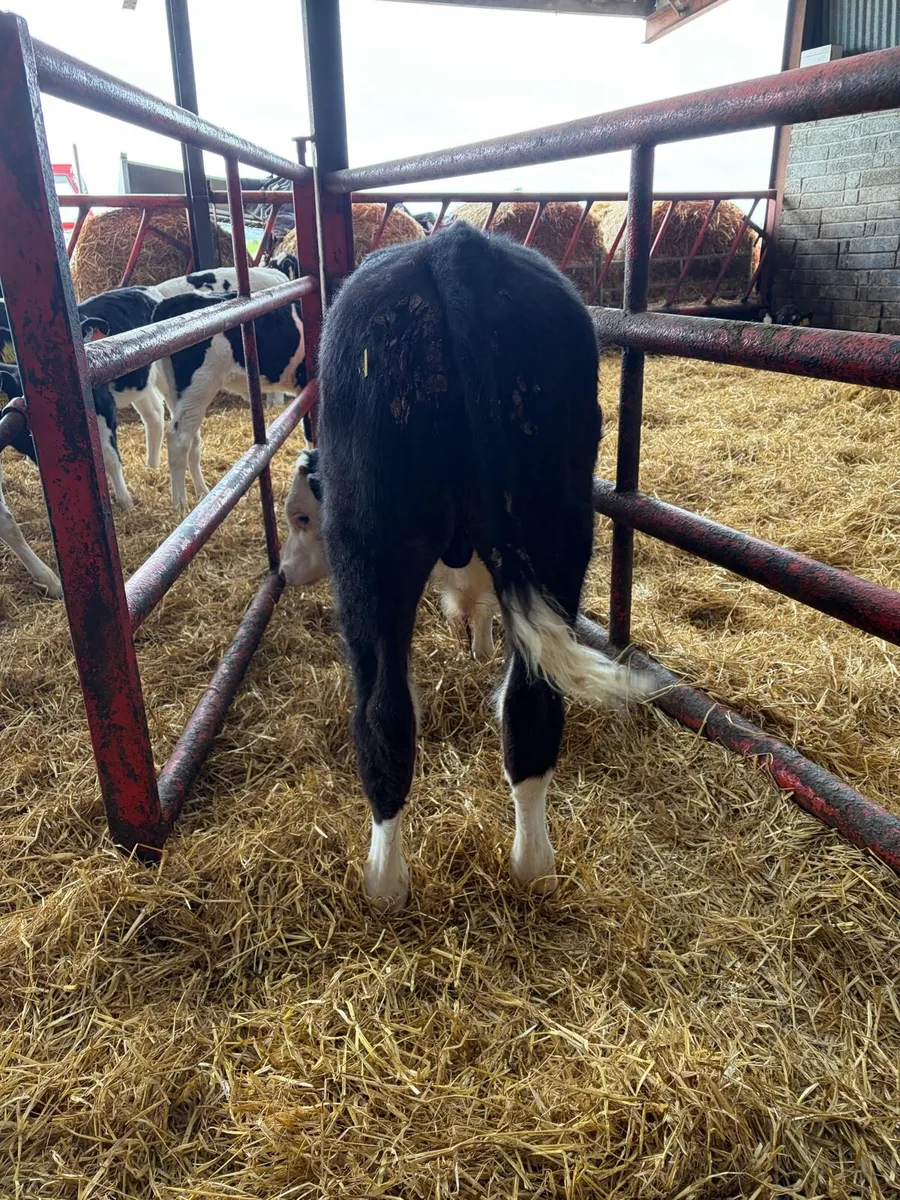 Reared bull calf - Image 3