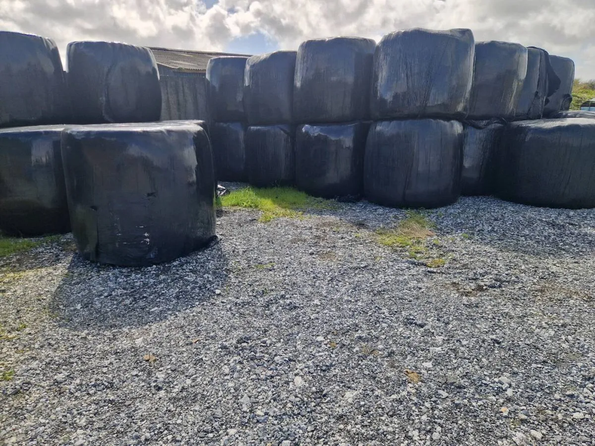 Silage for sale
