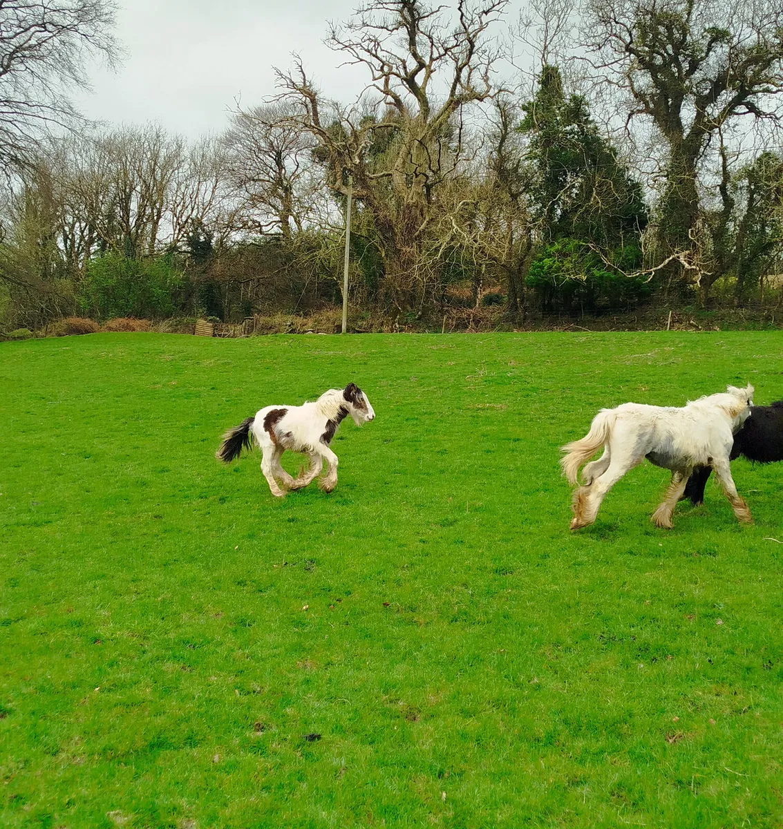 1 year old pony. Male - Image 3