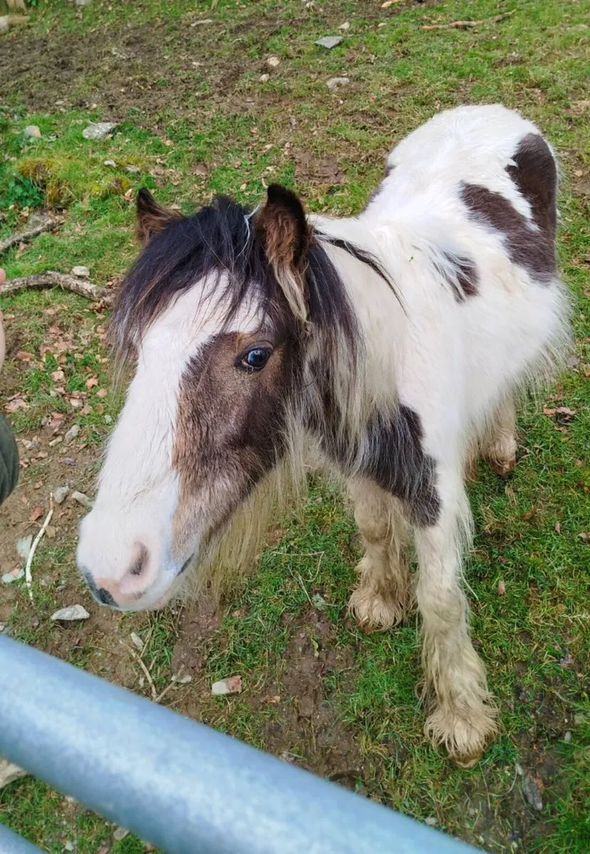 1 year old pony. Male - Image 1