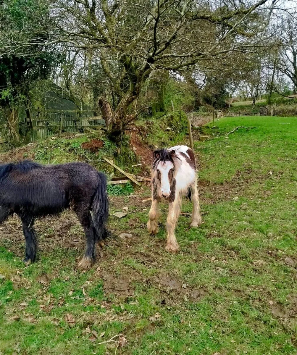 1 year old pony. Male - Image 2