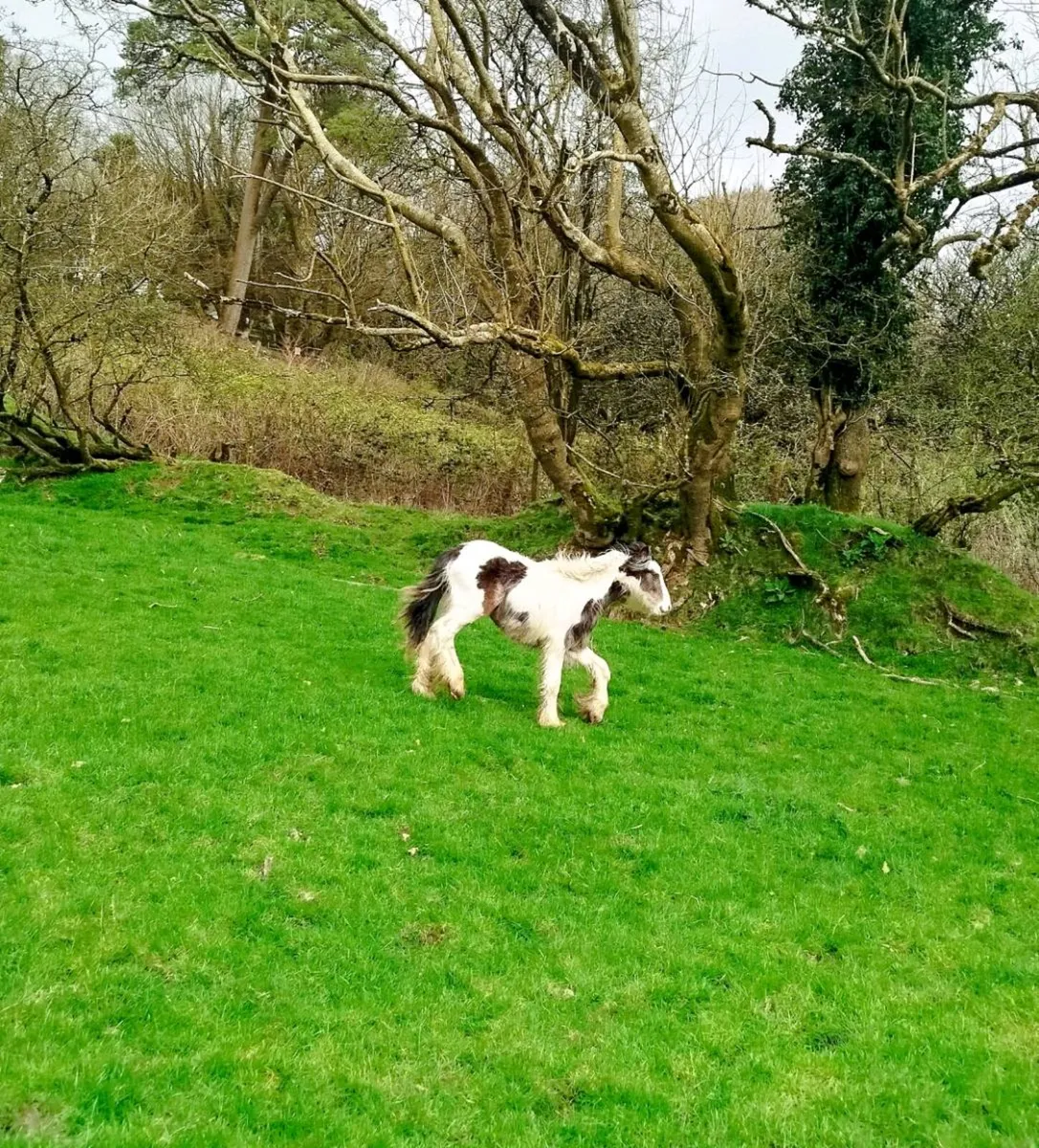 1 year old pony. Male - Image 4