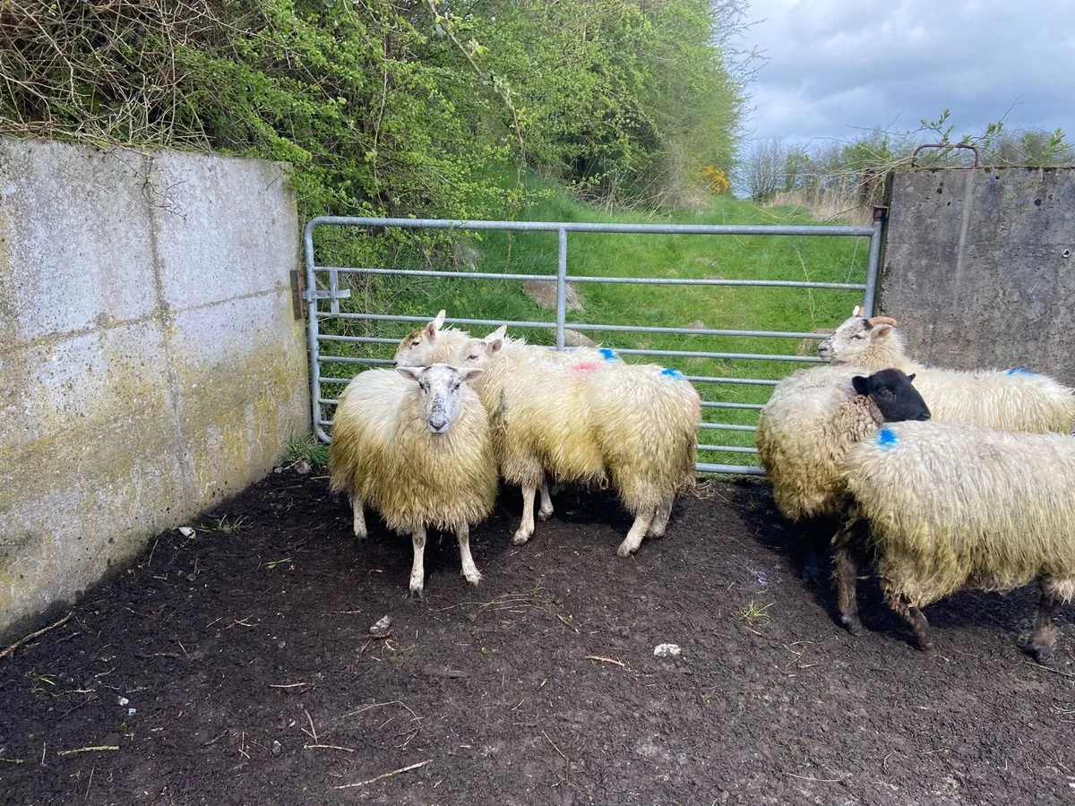 9 organic dry ewe hoggets - Image 1