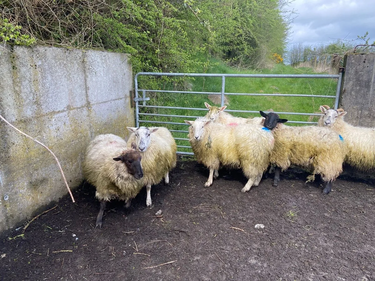 9 organic dry ewe hoggets - Image 2