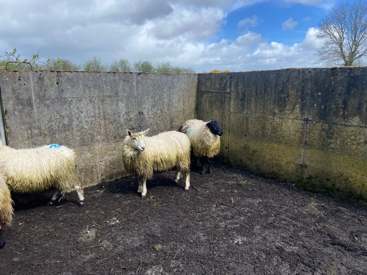 9 organic dry ewe hoggets - Image 3