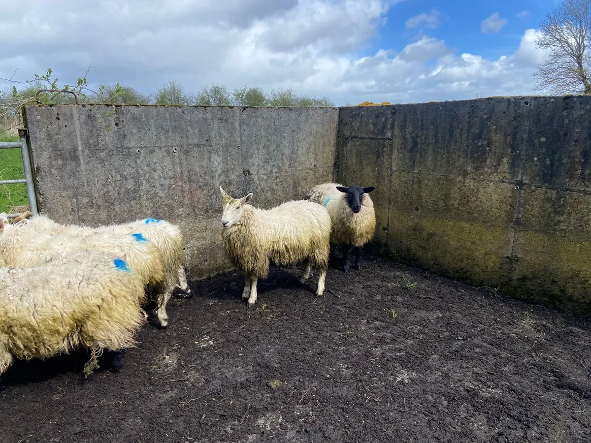 9 organic dry ewe hoggets - Image 4