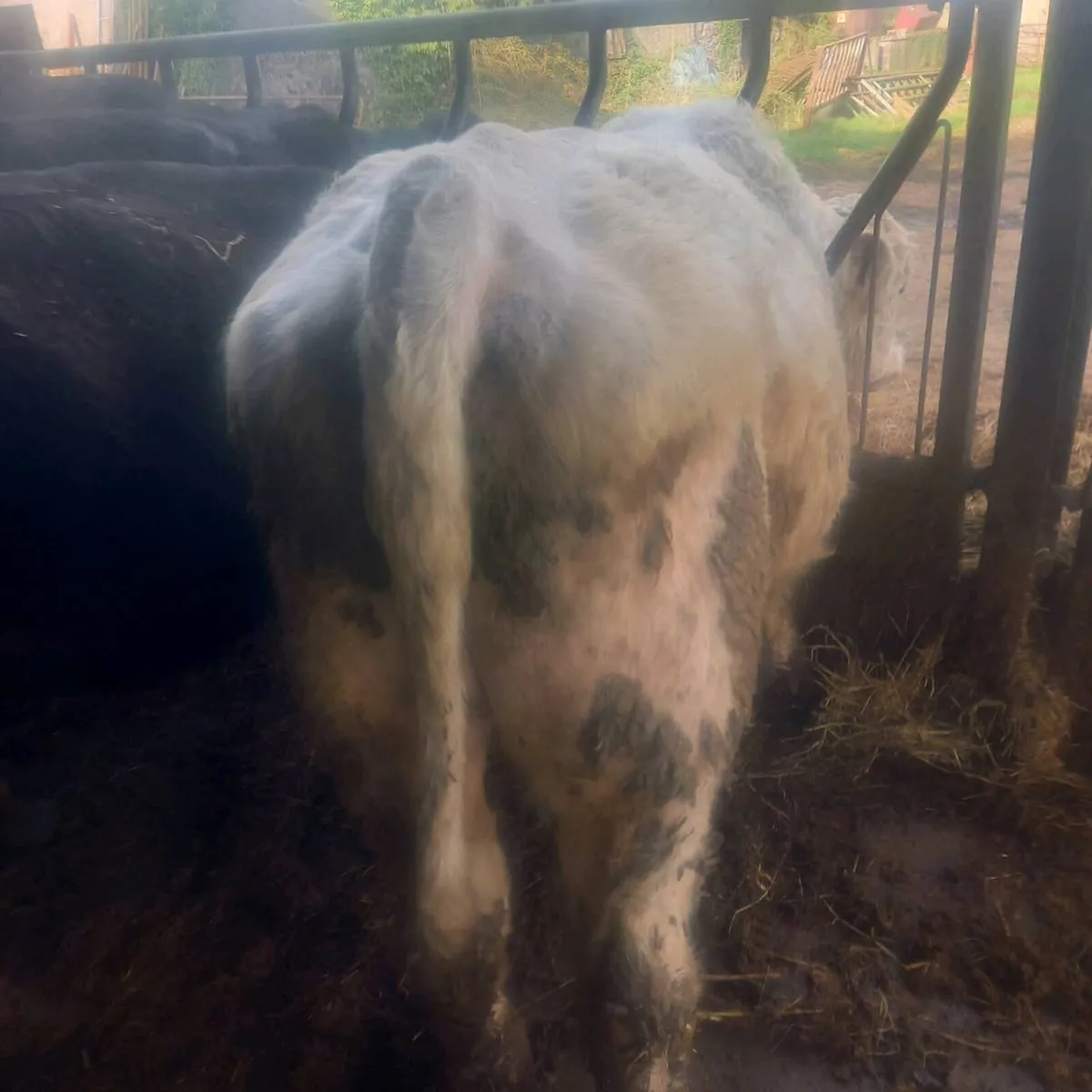 Shorthorn bull - Image 2