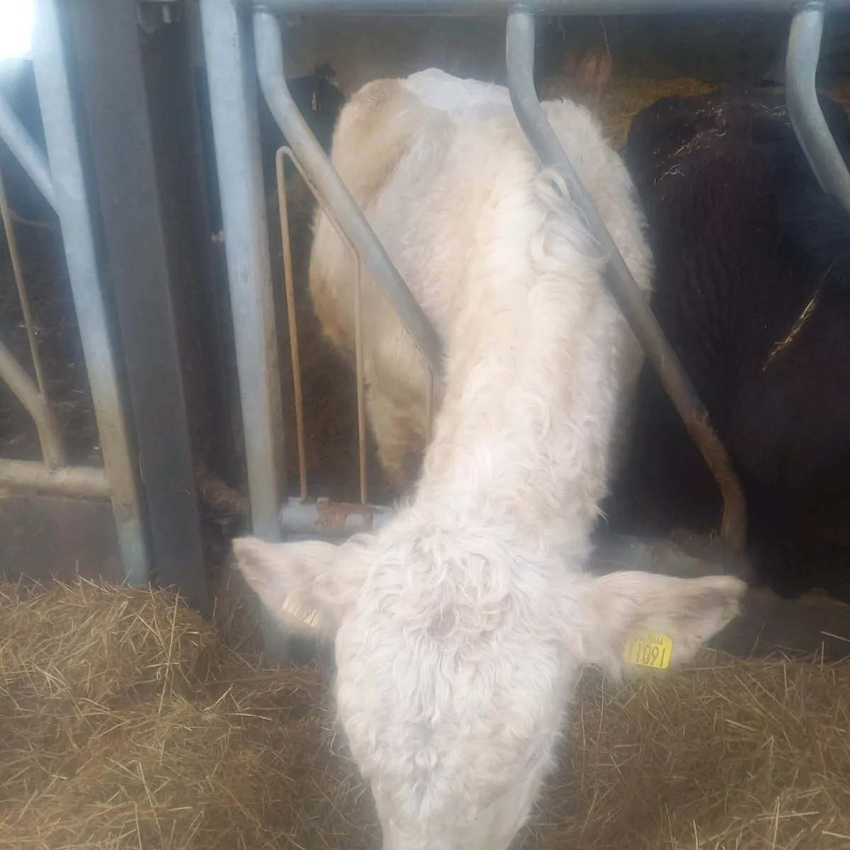 Shorthorn bull - Image 1