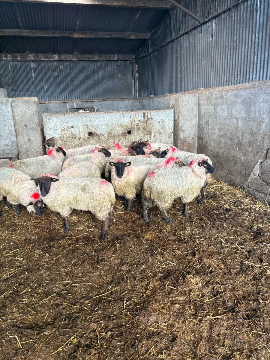 Suffolk ewe hoggets - Image 1