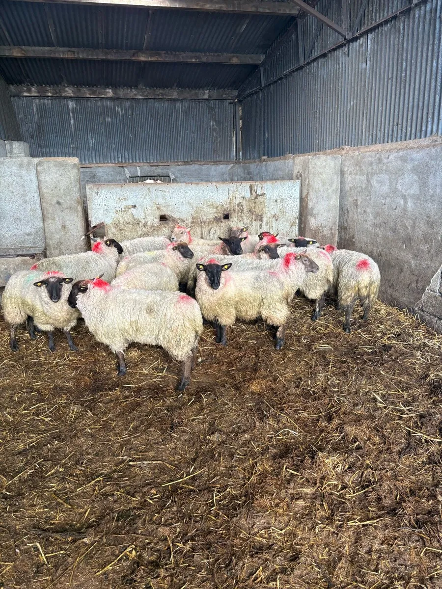 Suffolk ewe hoggets - Image 3