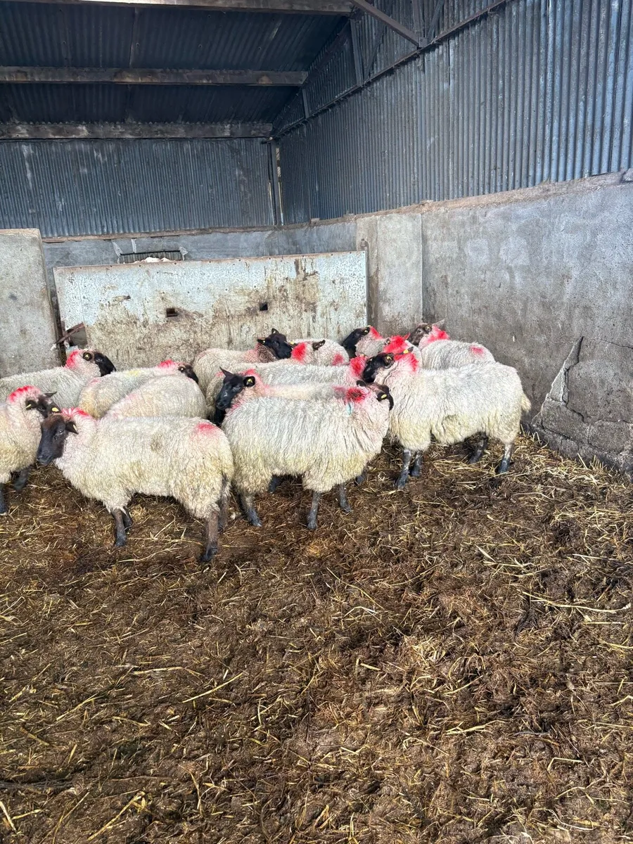 Suffolk ewe hoggets - Image 2