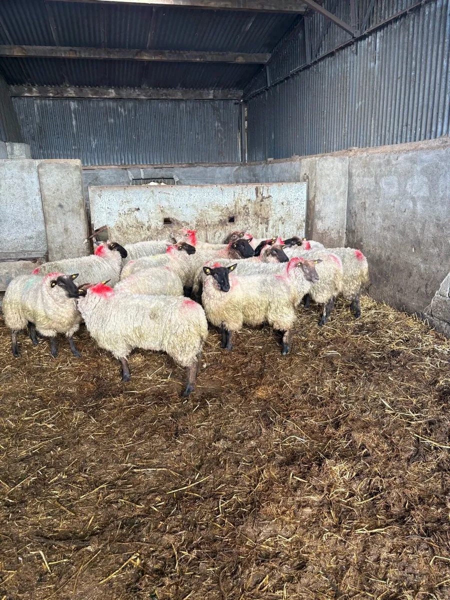 Suffolk ewe hoggets - Image 4