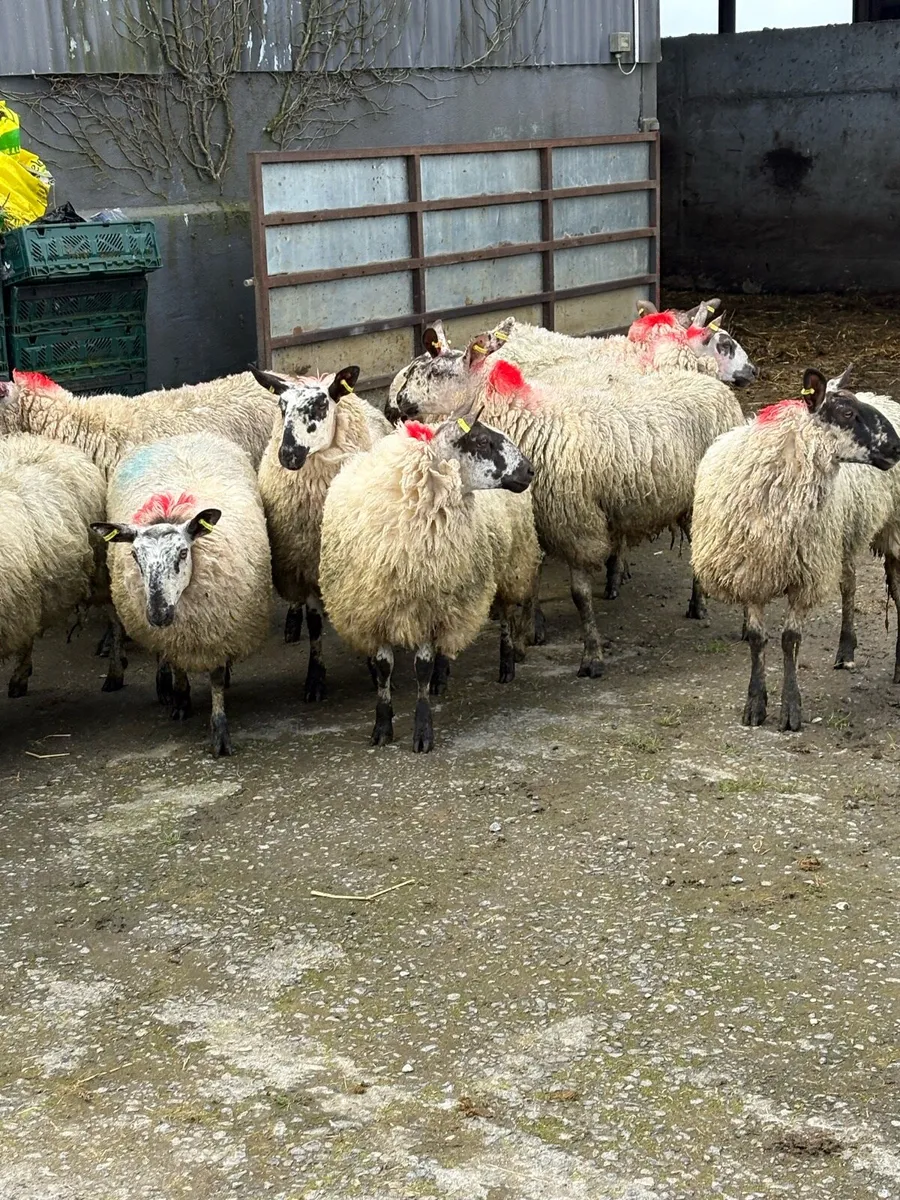 😍Smashing ewe hoggets 😍 - Image 2