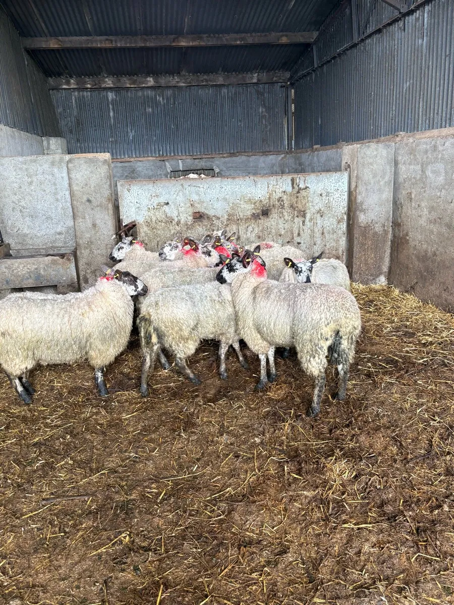 😍Smashing ewe hoggets 😍 - Image 3