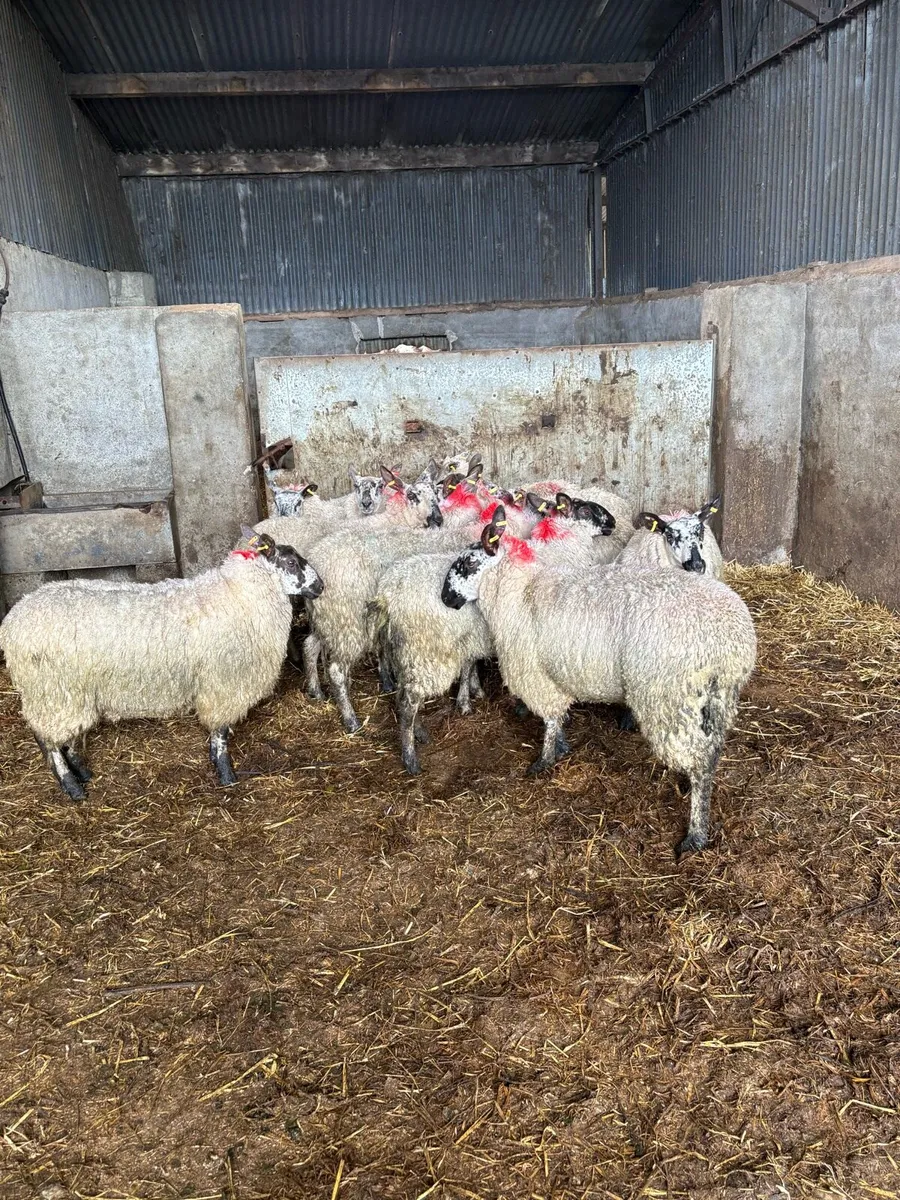 😍Smashing ewe hoggets 😍 - Image 1