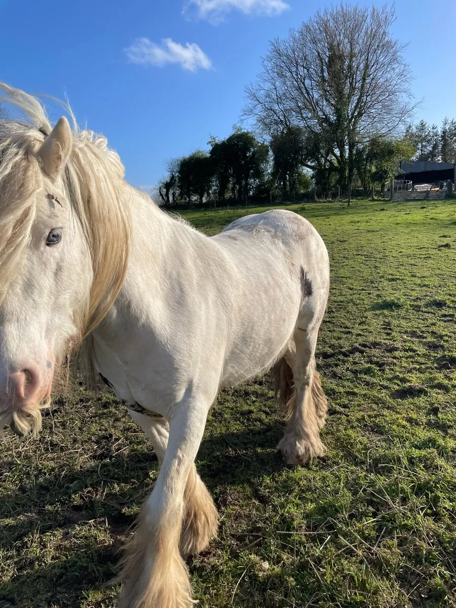 6year colored Stallion - Image 4