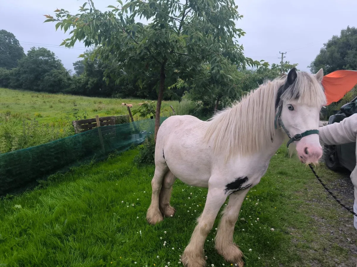 6year colored Stallion - Image 1