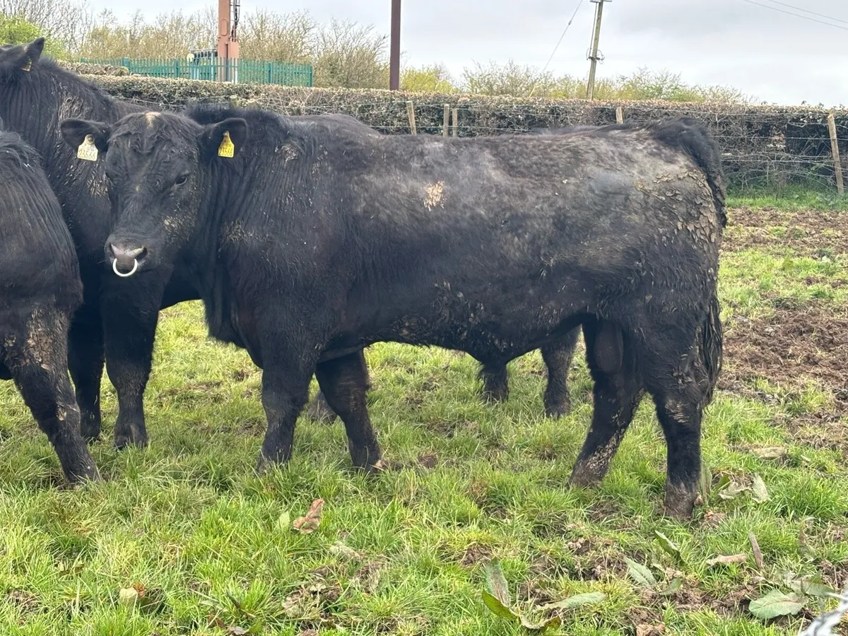 Pedigree Aberdeen Angus Bulls - Image 2