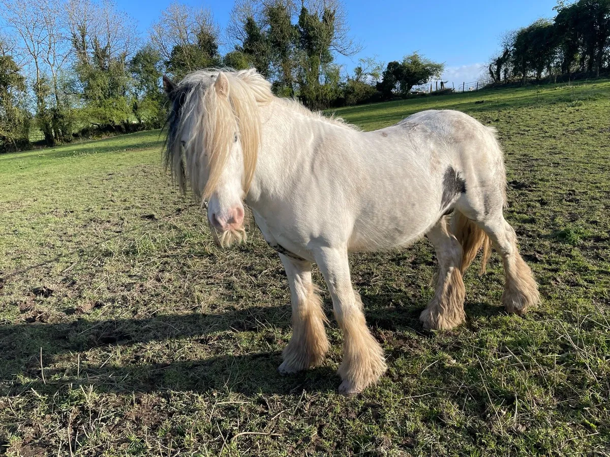 6year colored Stallion - Image 2