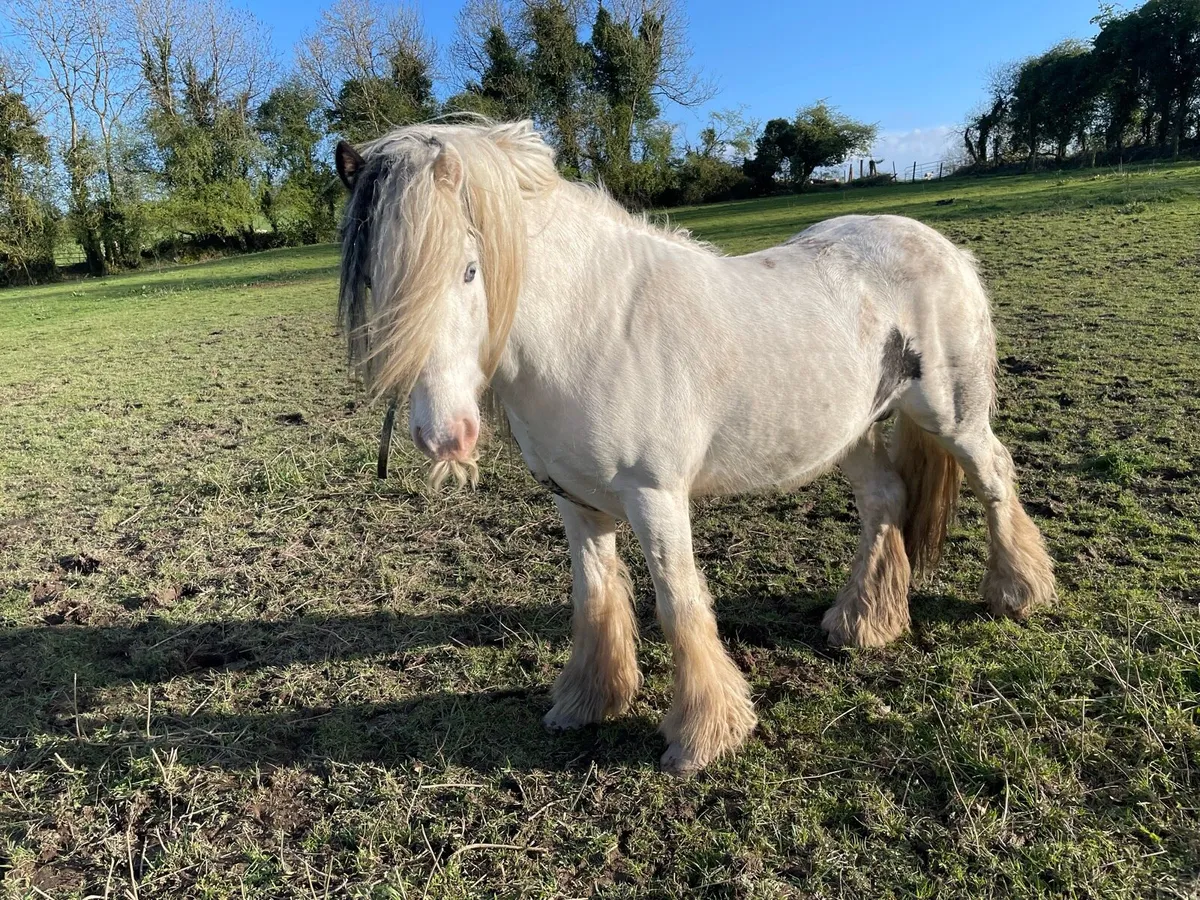 6year colored Stallion - Image 3