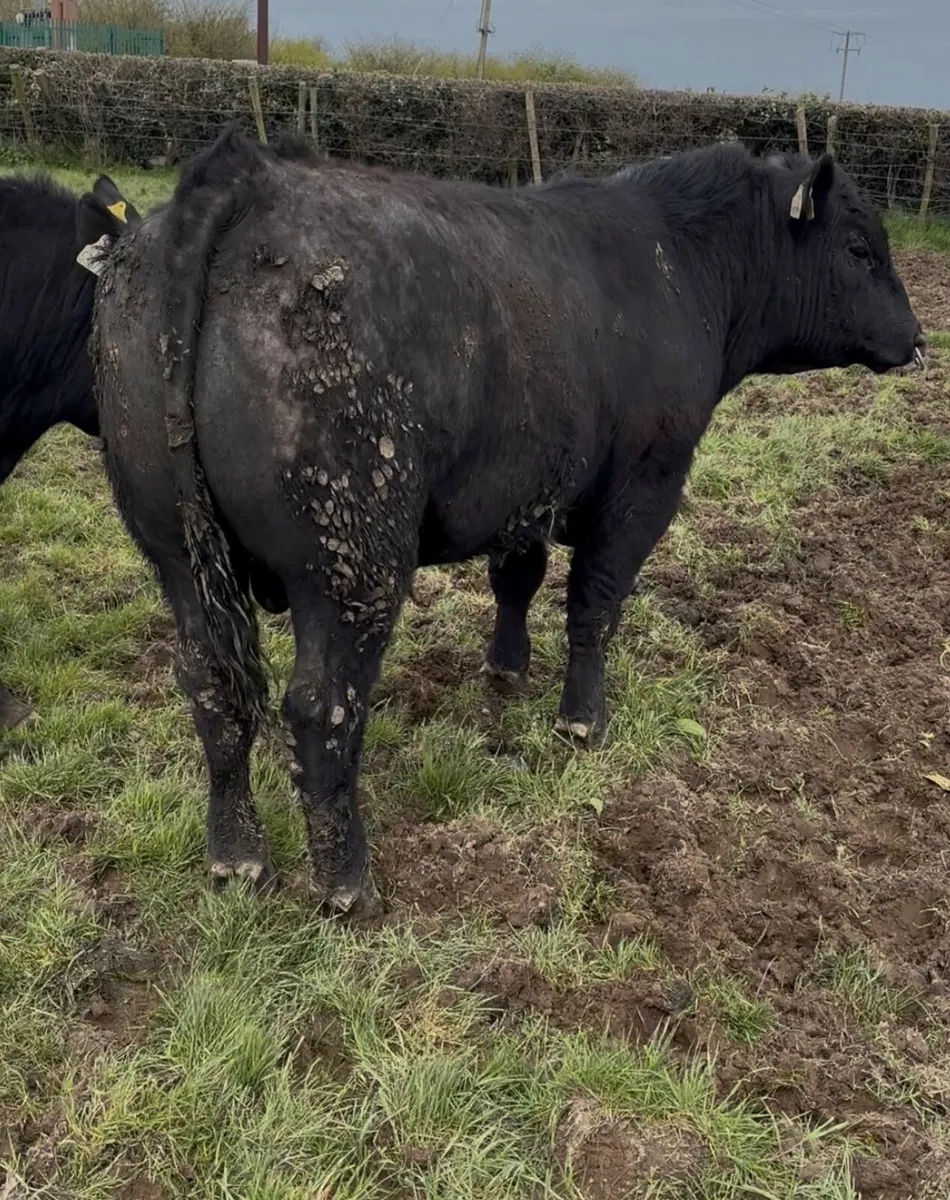 Pedigree Aberdeen Angus Bulls - Image 1