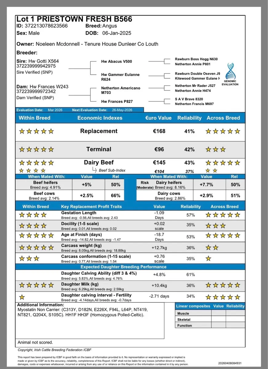 Pedigree Aberdeen Angus Bulls - Image 3