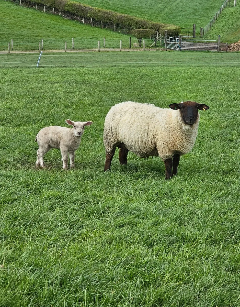 Ewes with lambs - Image 4