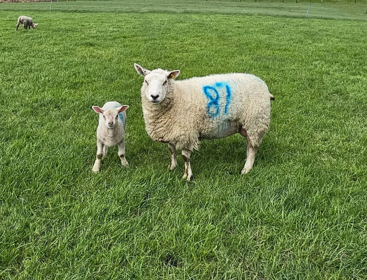 Ewes with lambs - Image 3