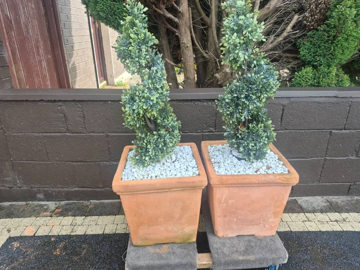 2 oversized teraacotta pots & twirly trees - Image 2