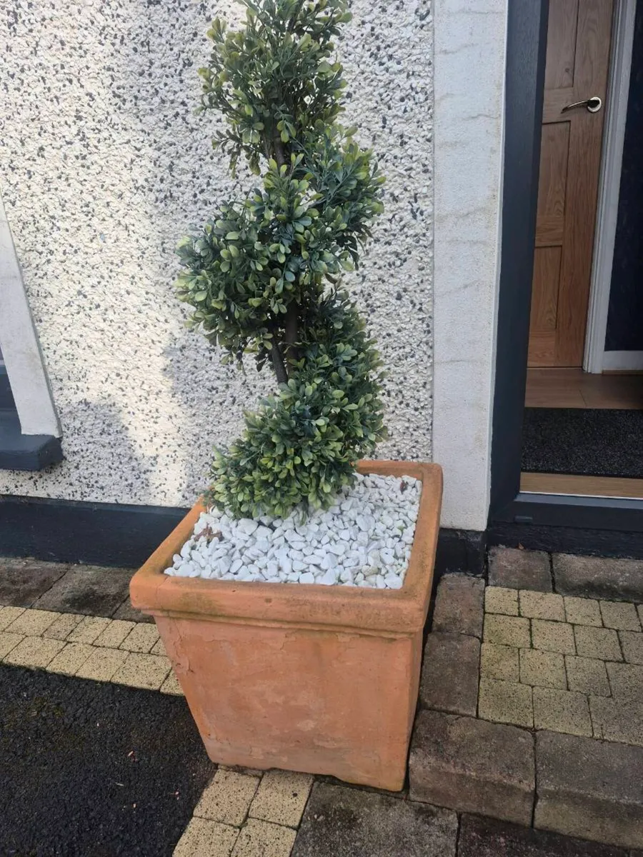 2 oversized teraacotta pots & twirly trees - Image 3