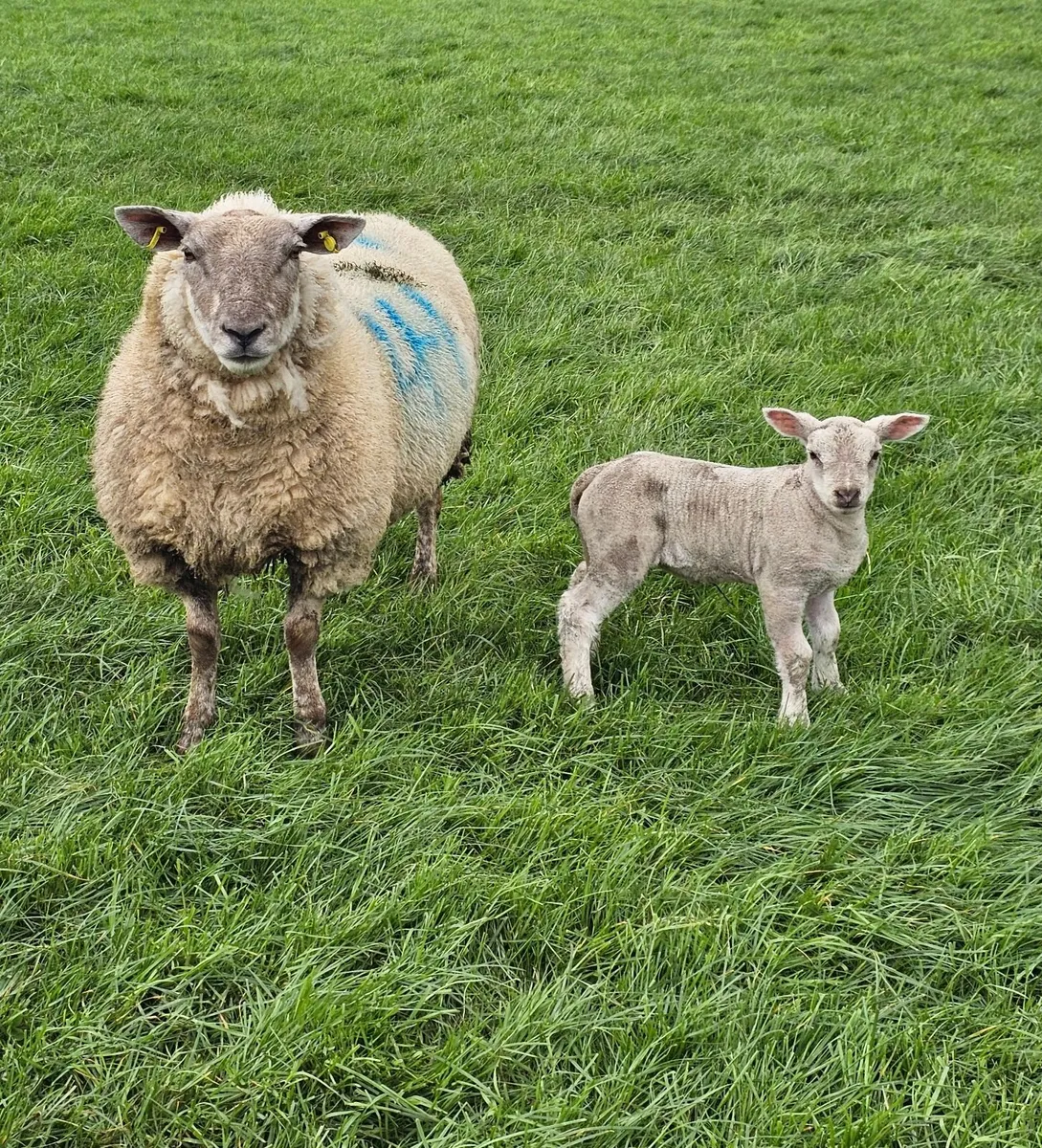 Ewes with lambs - Image 1