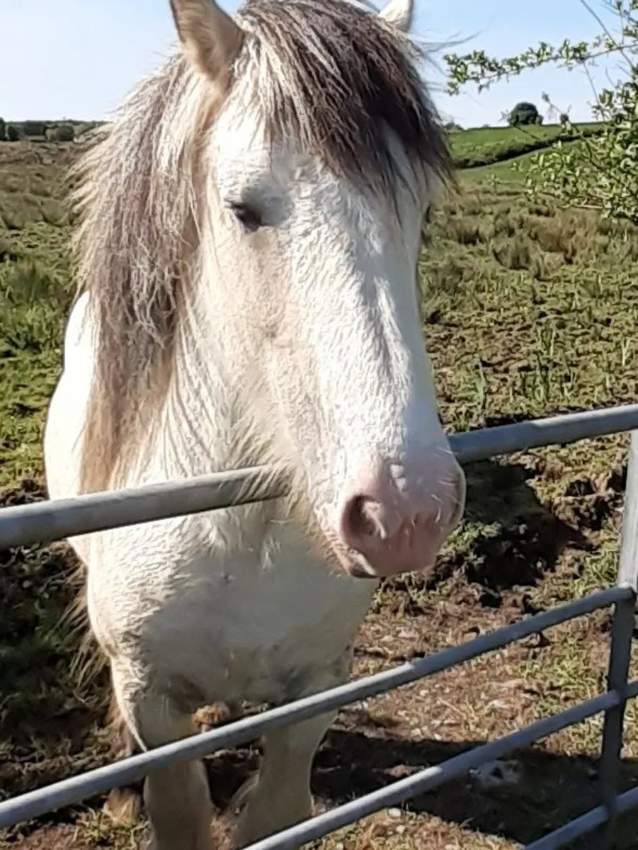 irish cob stallion - Image 2