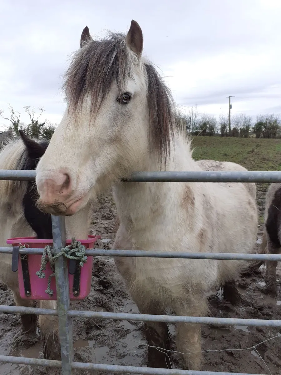 irish cob stallion - Image 3