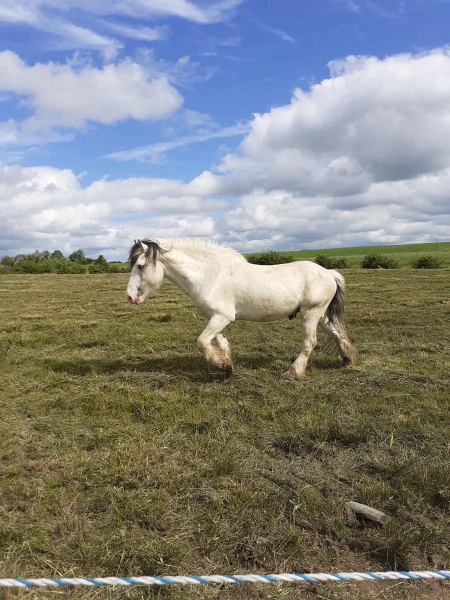 irish cob stallion - Image 4