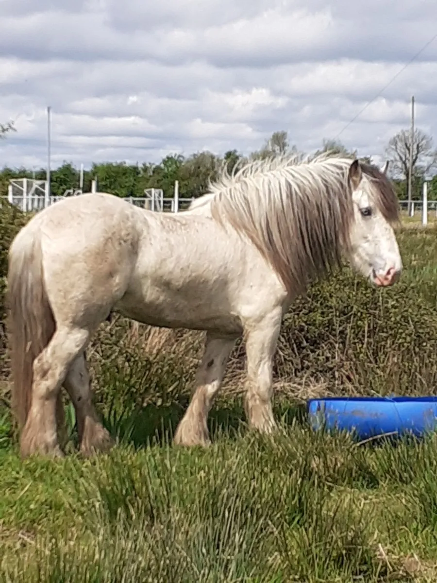 irish cob stallion - Image 1