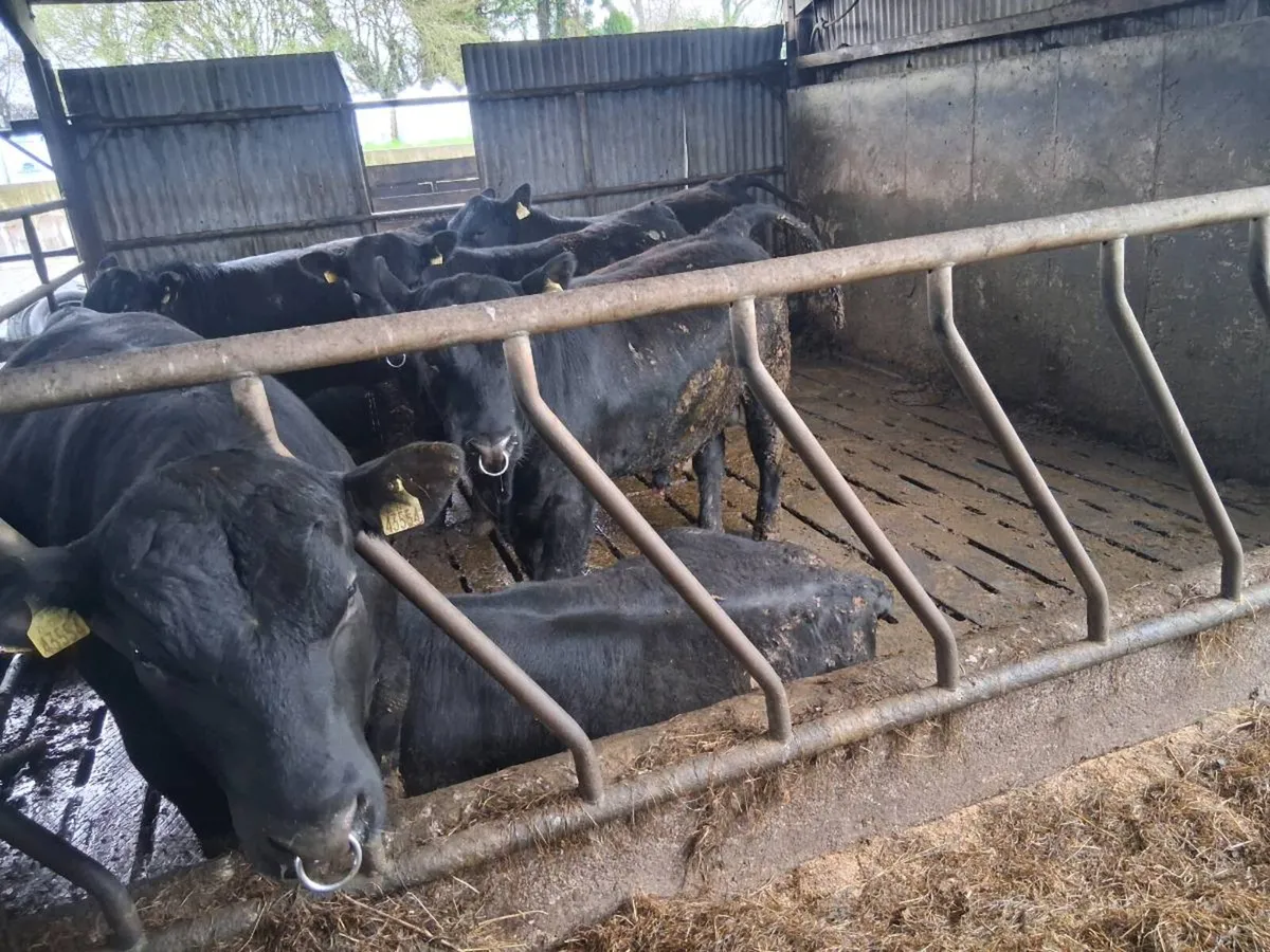 Aberdeen Angus Bulls Pedigree Registered - Image 3