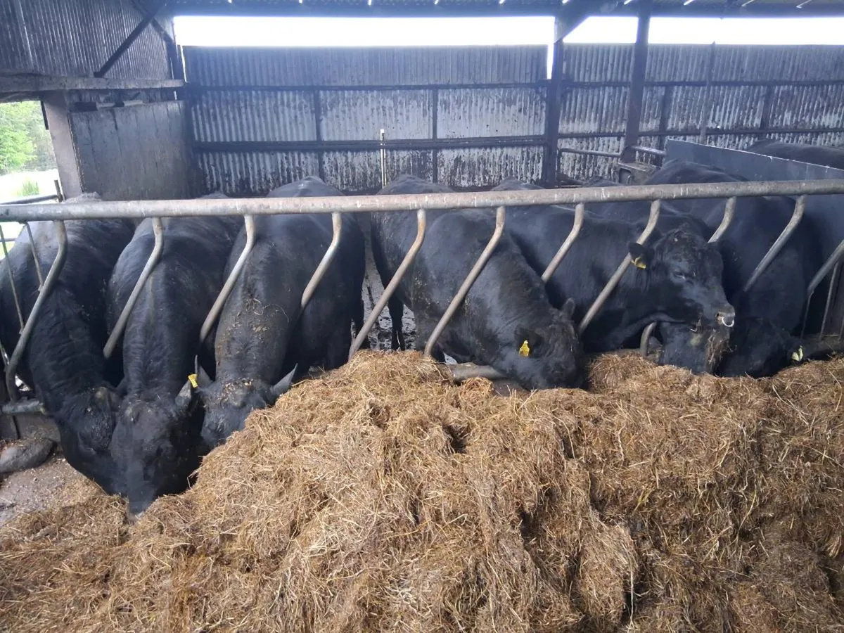 Aberdeen Angus Bulls Pedigree Registered - Image 1