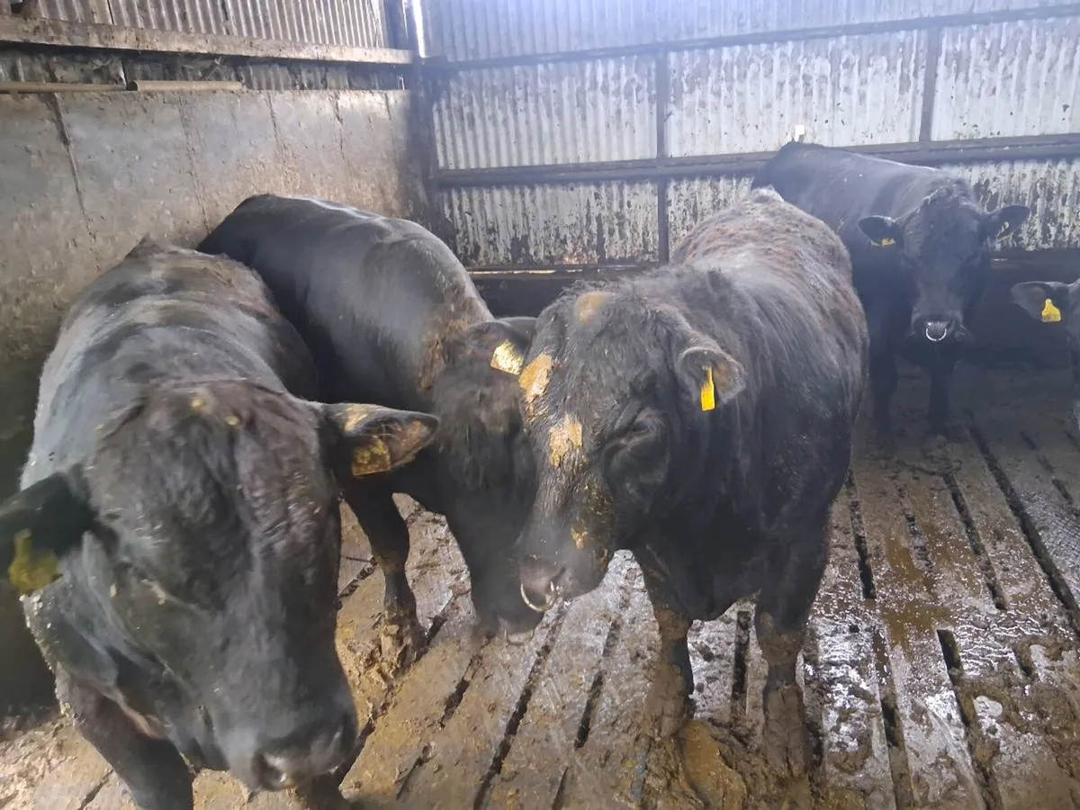 Aberdeen Angus Bulls Pedigree Registered - Image 4