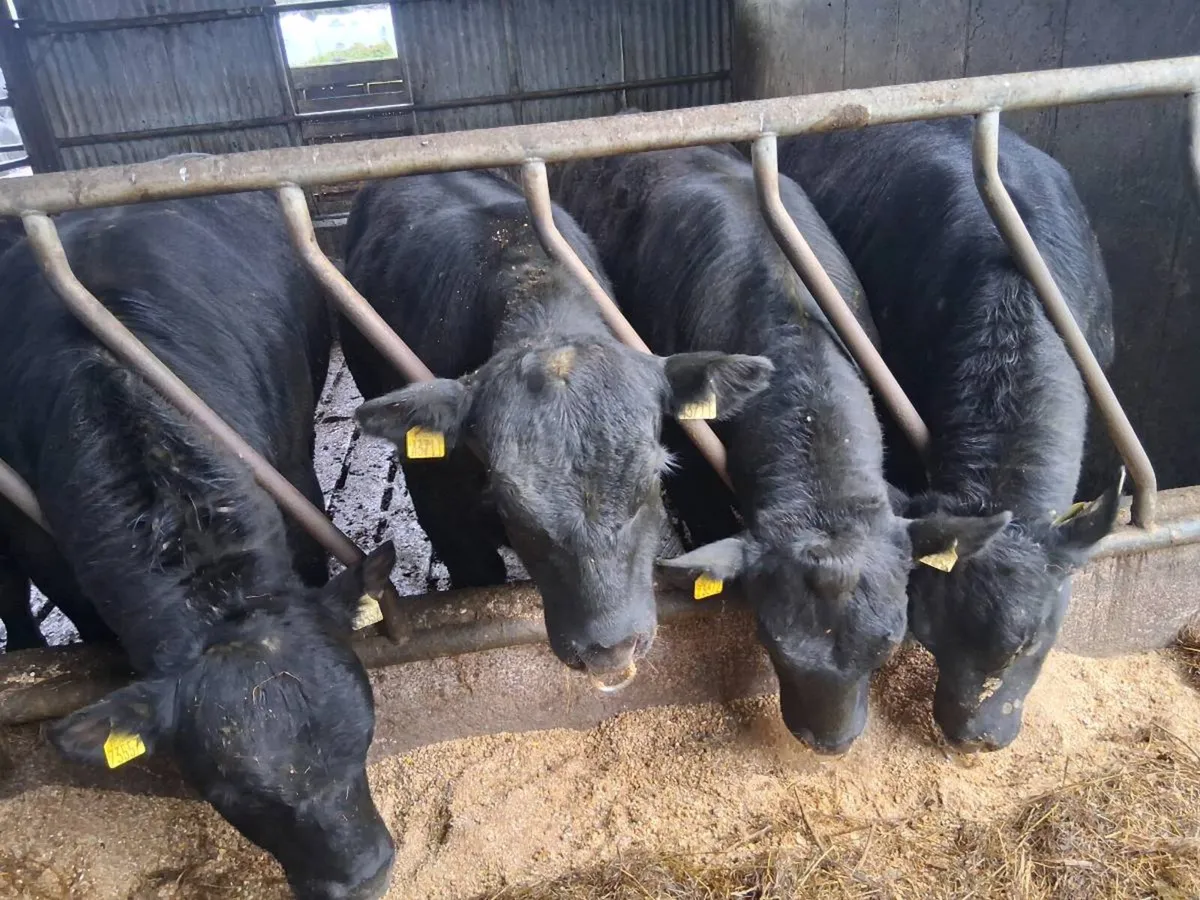 Aberdeen Angus Bulls Pedigree Registered - Image 2