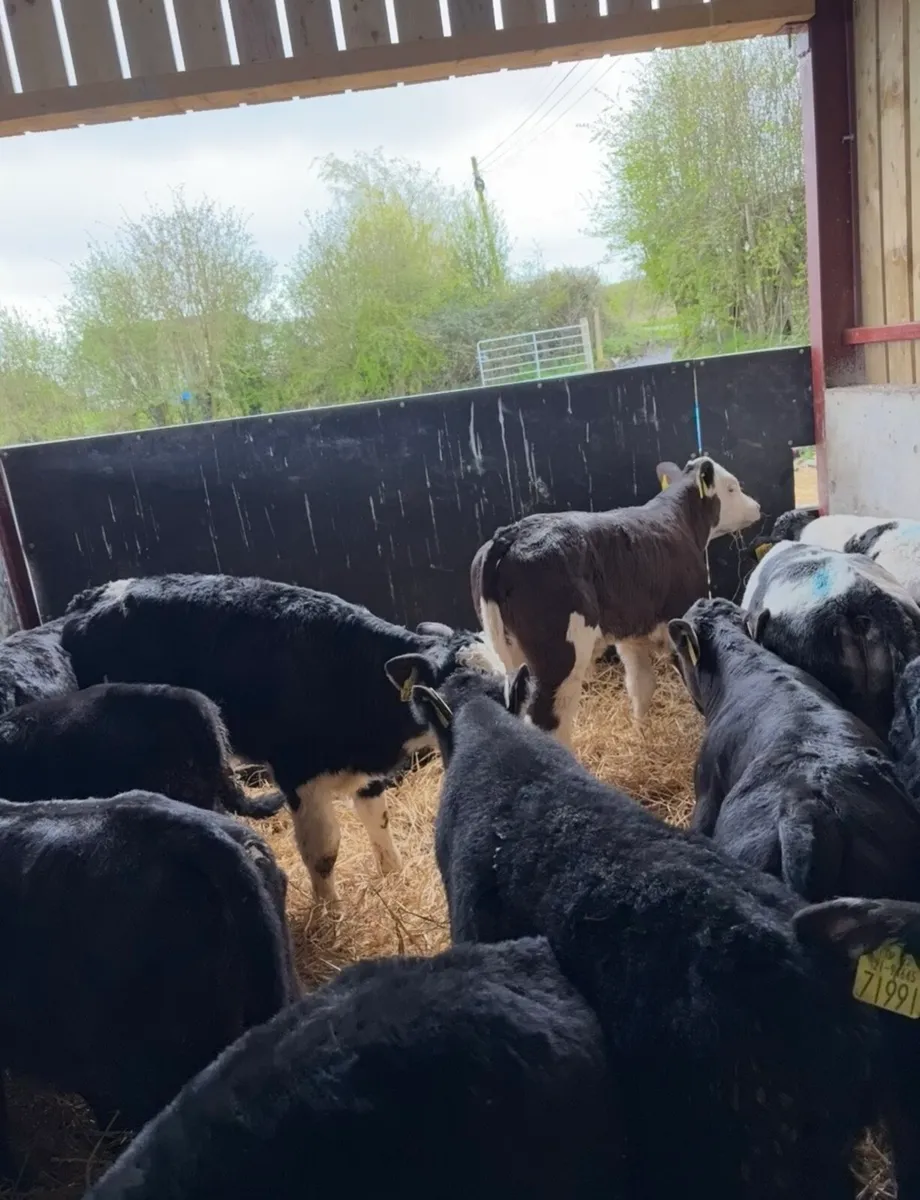 21 super 6-8 weeks old bull calves - Image 2