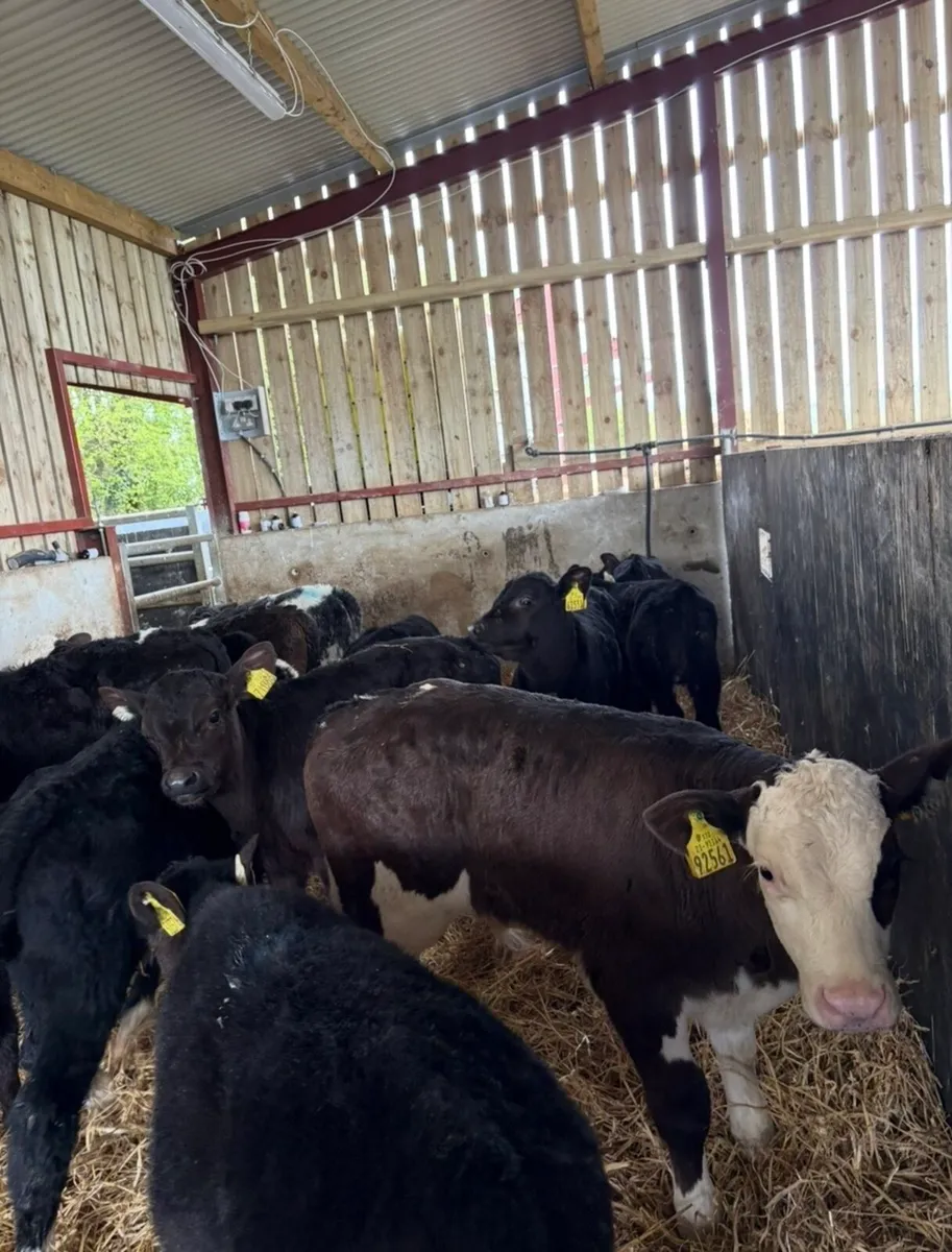 21 super 6-8 weeks old bull calves - Image 3