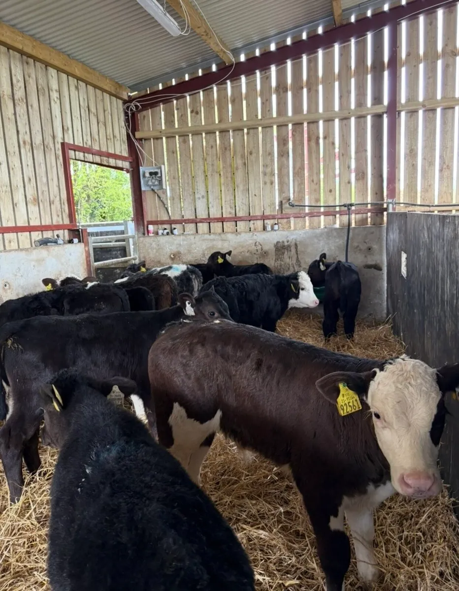 21 super 6-8 weeks old bull calves - Image 1