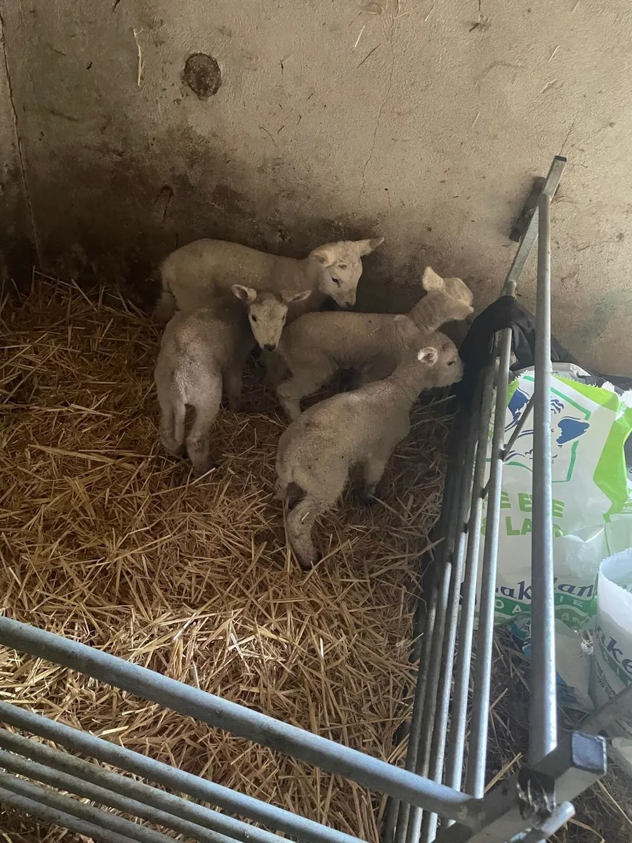 Pet lambs - Image 1